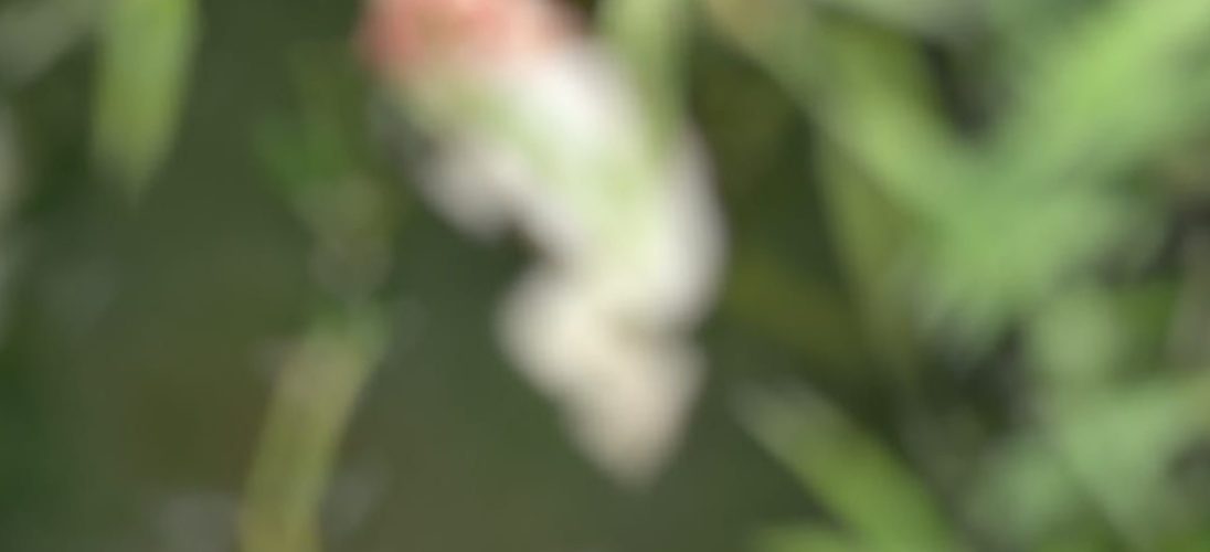 IMG 20221218 191753 1096x500