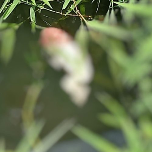 IMG 20221218 191753 500x500